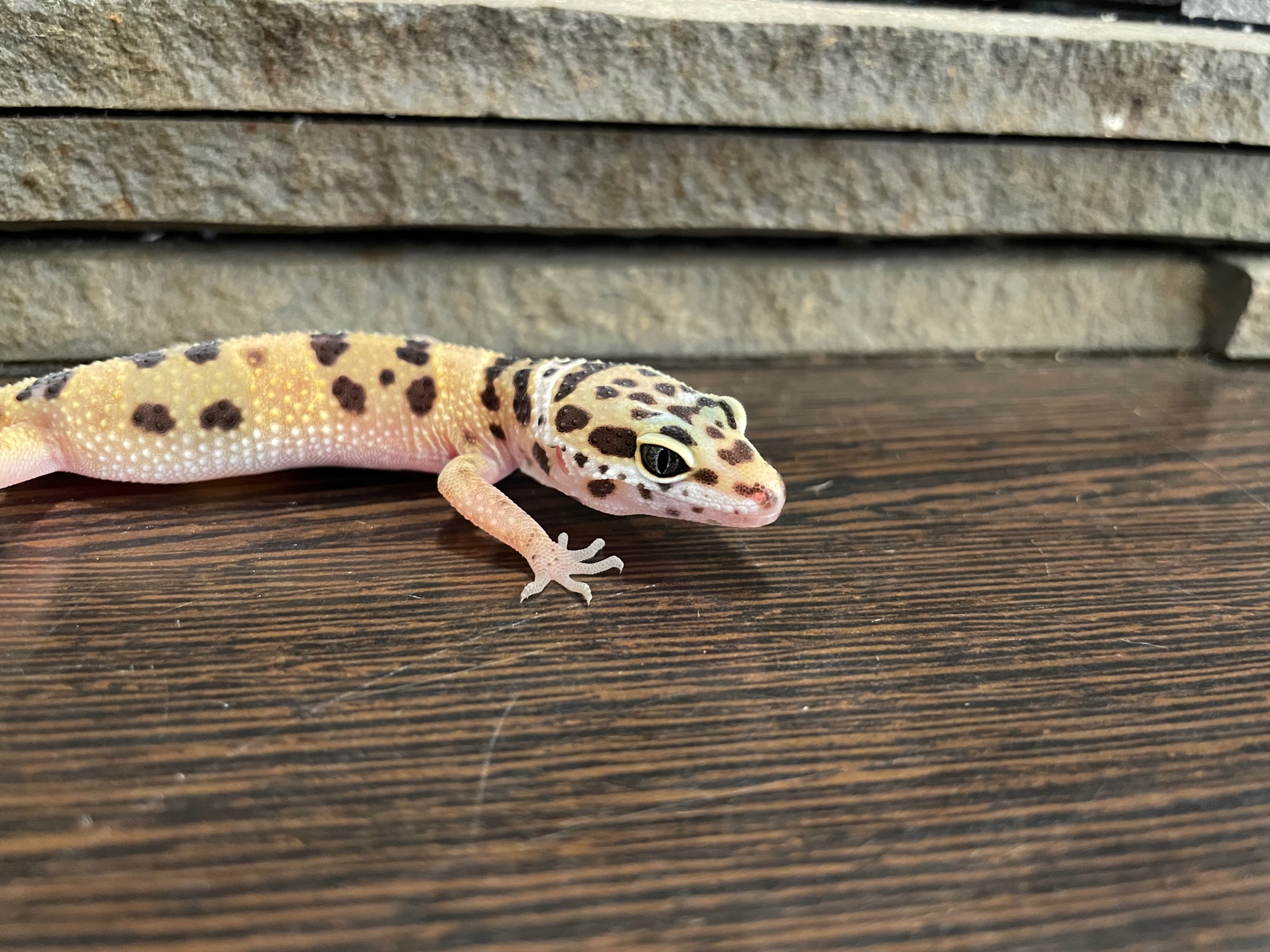 ヒョウモントカゲモドキハイイエロー｜いきもの商店くすくす - くすくす